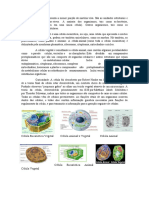 Celula Animal X Vegetal