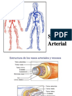 Clase Sistema Arterial