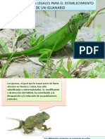Requisitos legales y estratégicos para el establecimiento de un criadero de iguanas