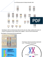 Homologous Pairs of Chromosomes in Human Somatic Cells