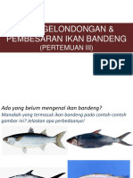 Penggelondongan & Pembesaran Ikan Bandeng