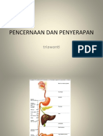 Pencernaan Dan Penyerapan: Triawanti