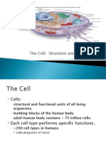 Cell Organelle, Mitosis, Check Points, Tumor and Cancer