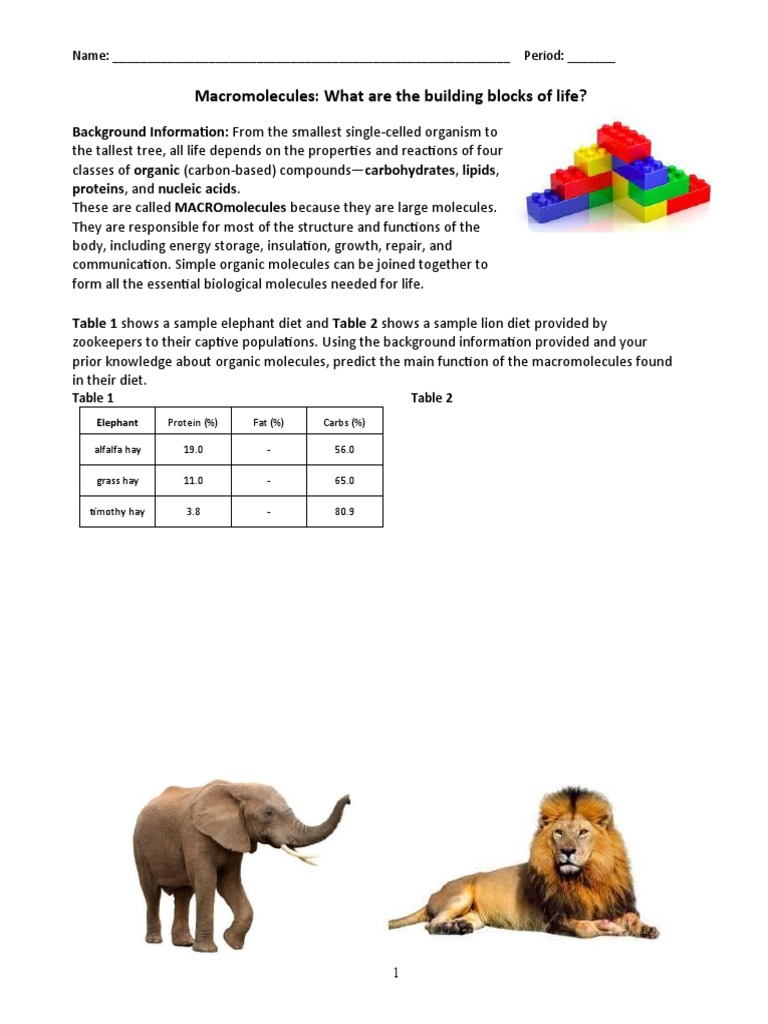 08 Lion Elephant Energy From Macromolecules | PDF | Proteins 