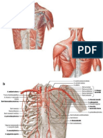 1385 Mediastinum