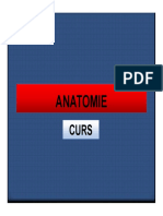 Curs Anatomie