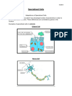 Specialised Cells: Biology Notes Grade 6