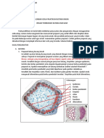 MG 13. Lembar Kerja Prak Anatomi Akar Dan Batang