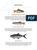 Balık Türleri: ACIBALIK (Rhodeus Seiceus Amarus)