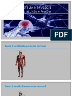 Sistema nervoso central e periférico