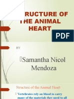 ESTRUCTURE OF THE ANIMAL HEART