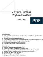 Phylum Porifera Phylum Cnidaria: BIOL 102