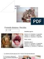 Formulas Dentales de Los Felinos