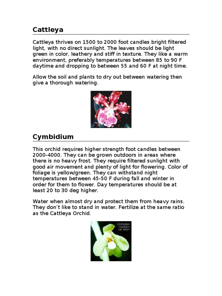 Orchid Foot Candles Leaf Orchidaceae