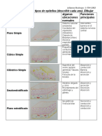 Clasificación y funciones de los epitelios