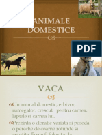 Animale Domestice Ione