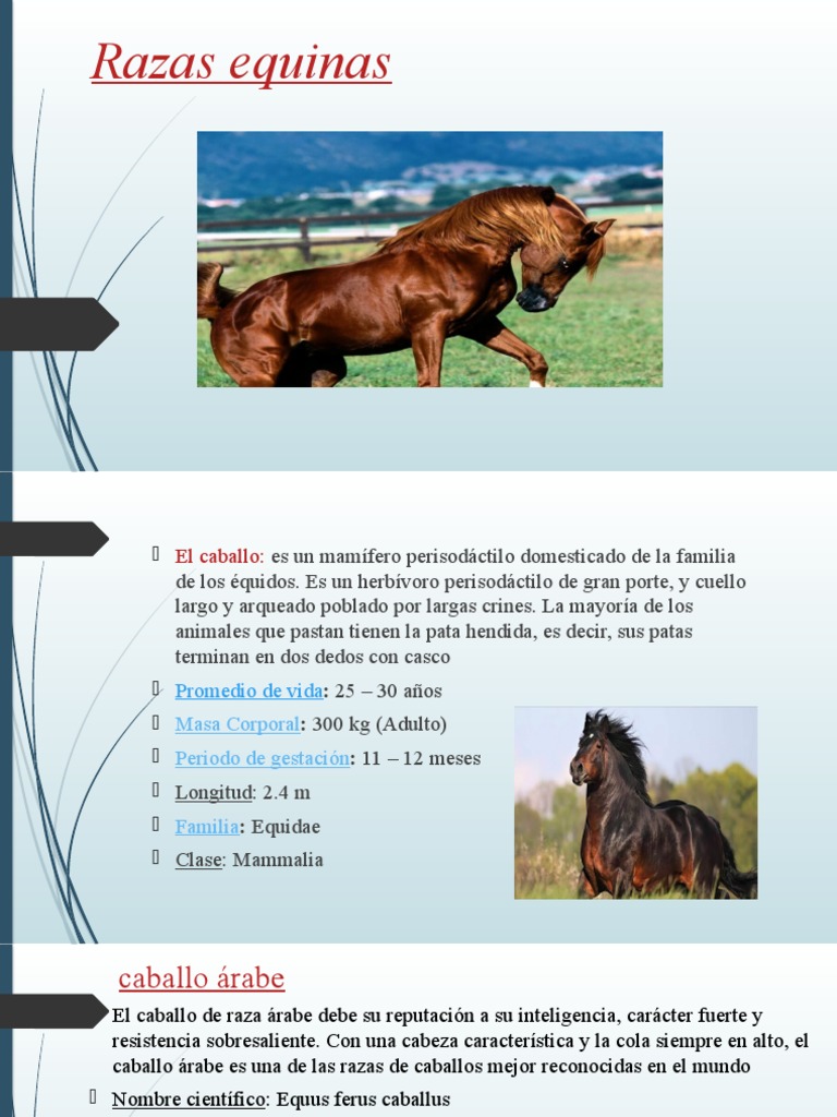 Principales Razas de Caballos del Mundo | PDF | Caballos | Razas de ...
