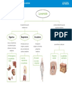 Esquema de La Función de Nutrición