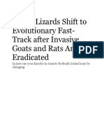 Island Lizards Shift To Evolutionary Fast-Track After Invasive Goats and Rats Are Eradicated