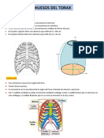 Huesos de La Caja Toraxica