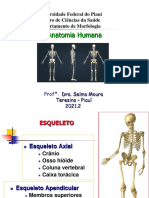 Sistema Esquelético - Esqueleto Axial e Apendicular