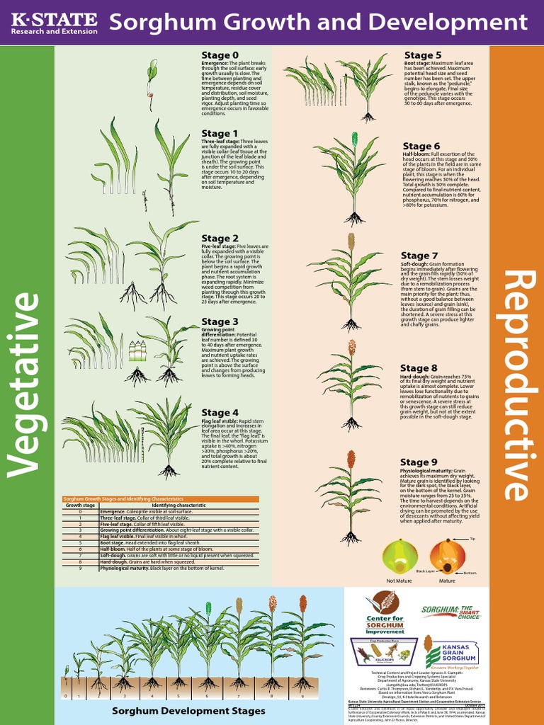 Esquema Fenologia Do (Inglês) PDF Leaf Plants