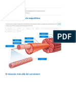 Músculo Esquelético - Convierte La Energía Química en Energía Mecánica - Report