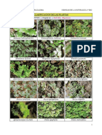 Clasificacindelasplantas Imgenes 110510072116 Phpapp02