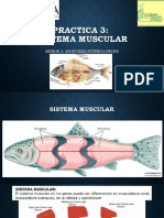 Muscular Peces-Anatomia Interna