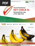 1 Rice Morphology and Growth Stages | PDF | Rice | Seedling