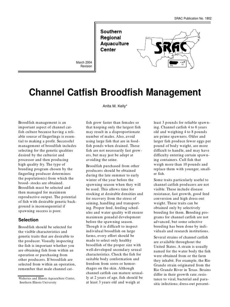 Channel Catfish Broodfish Management Guide | PDF | Selective Breeding ...