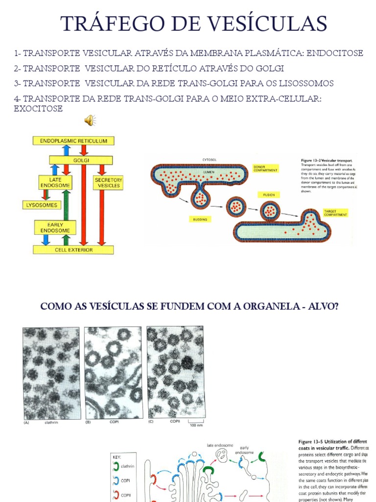 Transporte de Vesículas - 2015 | PDF | Vesícula (Biologia e Química ...