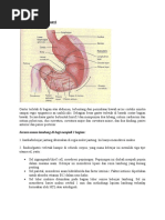 Download Anatomi Lambung by ramlanilham SN56034877 doc pdf