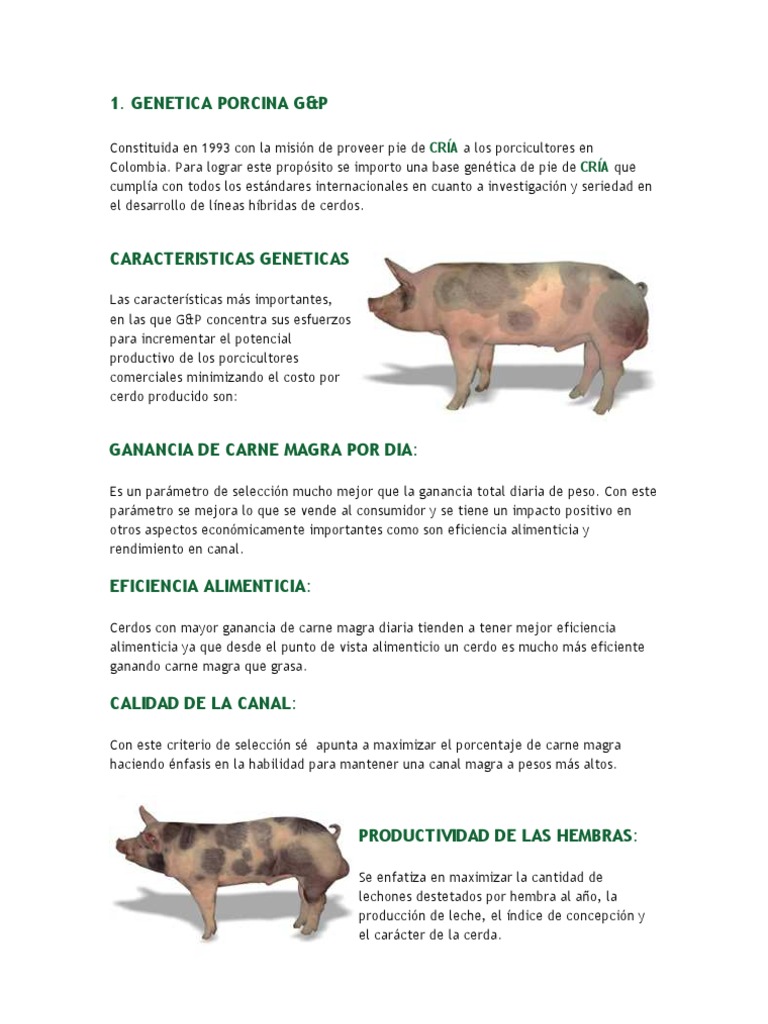 Genética Porcina: Mejora y Hibridación | PDF | Cerdo doméstico | Carne