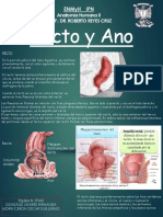 Infografía Recto y Ano