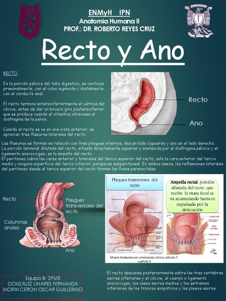 Anatomía del Recto y Ano | PDF | Recto | Vena