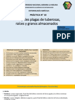 Práctica Nº8 Principales Plagas de La Papa, Camote, Yuca y Granos Almacenados