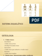 Sistema Esquelético