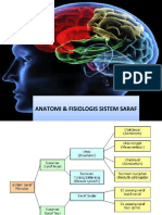 anatomi sistem saraf