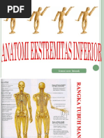 Download Anatomi Ekstremitas Inferior by Damai Noor Fatimah SN56042571 doc pdf