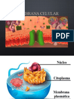 Introducción Membrana Celular