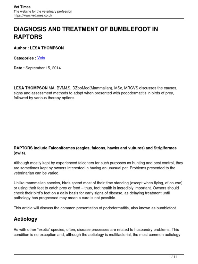 Bumblefoot Diagnosis in Raptors | PDF | Infection | Birds Of Prey