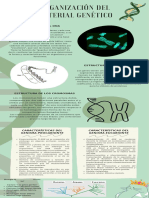 Infografía - Organización Del Material Genético - 0547 - Biología III - Los Gatos Gordos