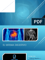 PPT El Sistema Digestivo PDF