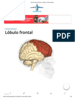 Lóbulo Frontal (Funciones, Anatomia y Enfermedades)