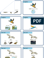 Barn Owl and Kingfisher Fact Cards