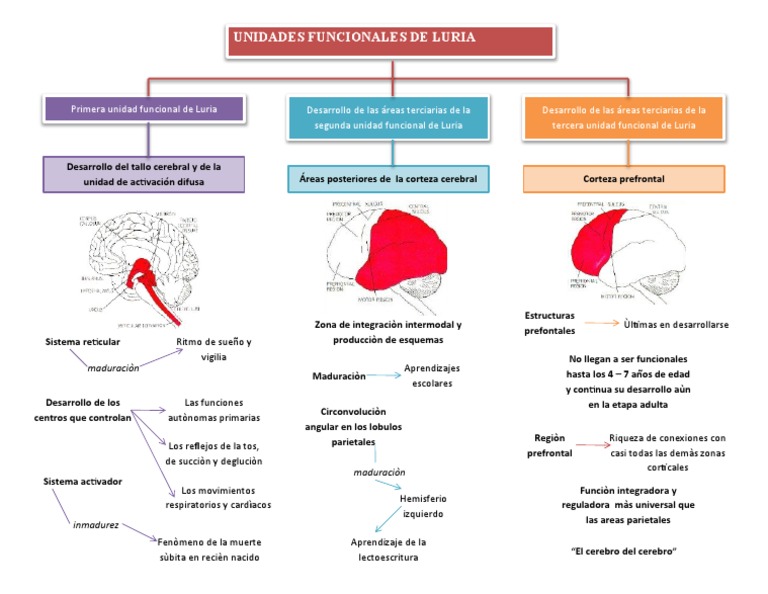 Unidades Funcionales de Luria | PDF | Cerebro | Corteza cerebral