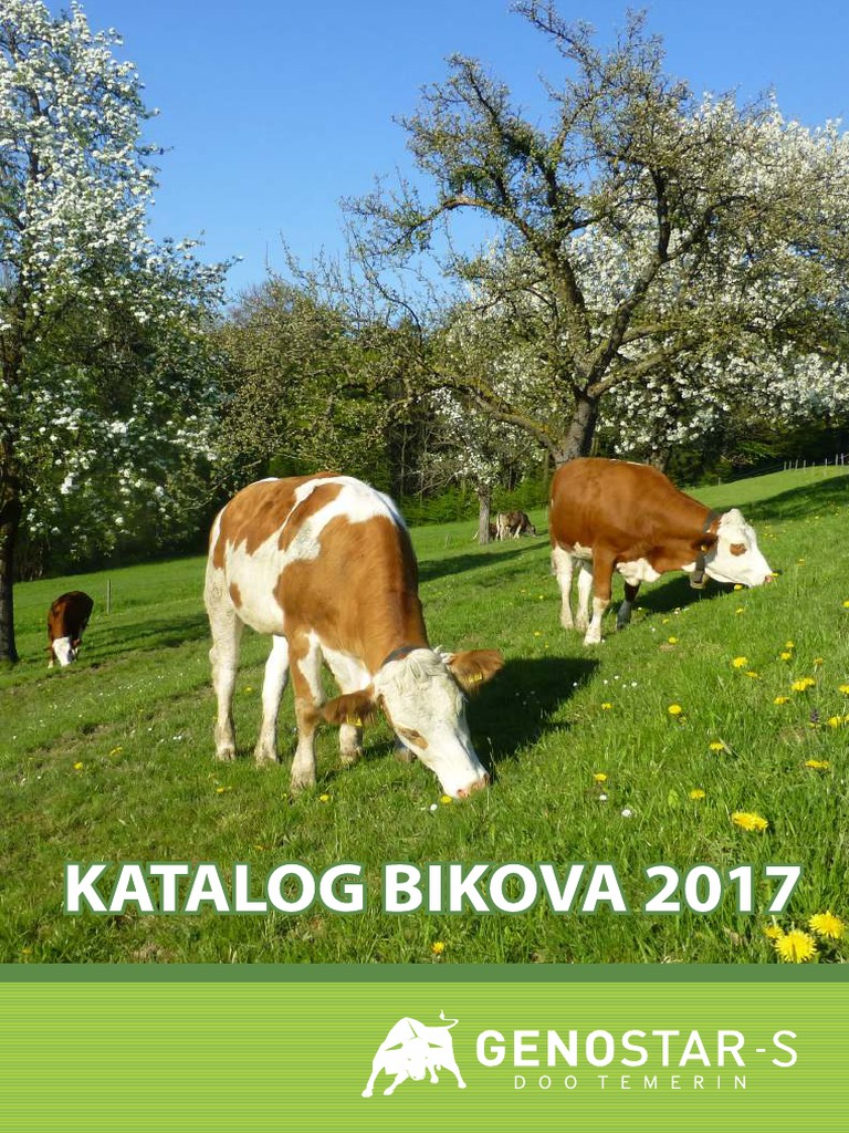 Katalog Bikova 2017 | PDF