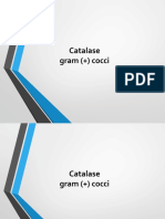 L5 Gram Pos Cocci Pines