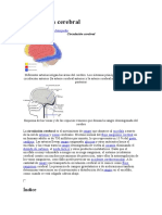 Circulación Cerebral